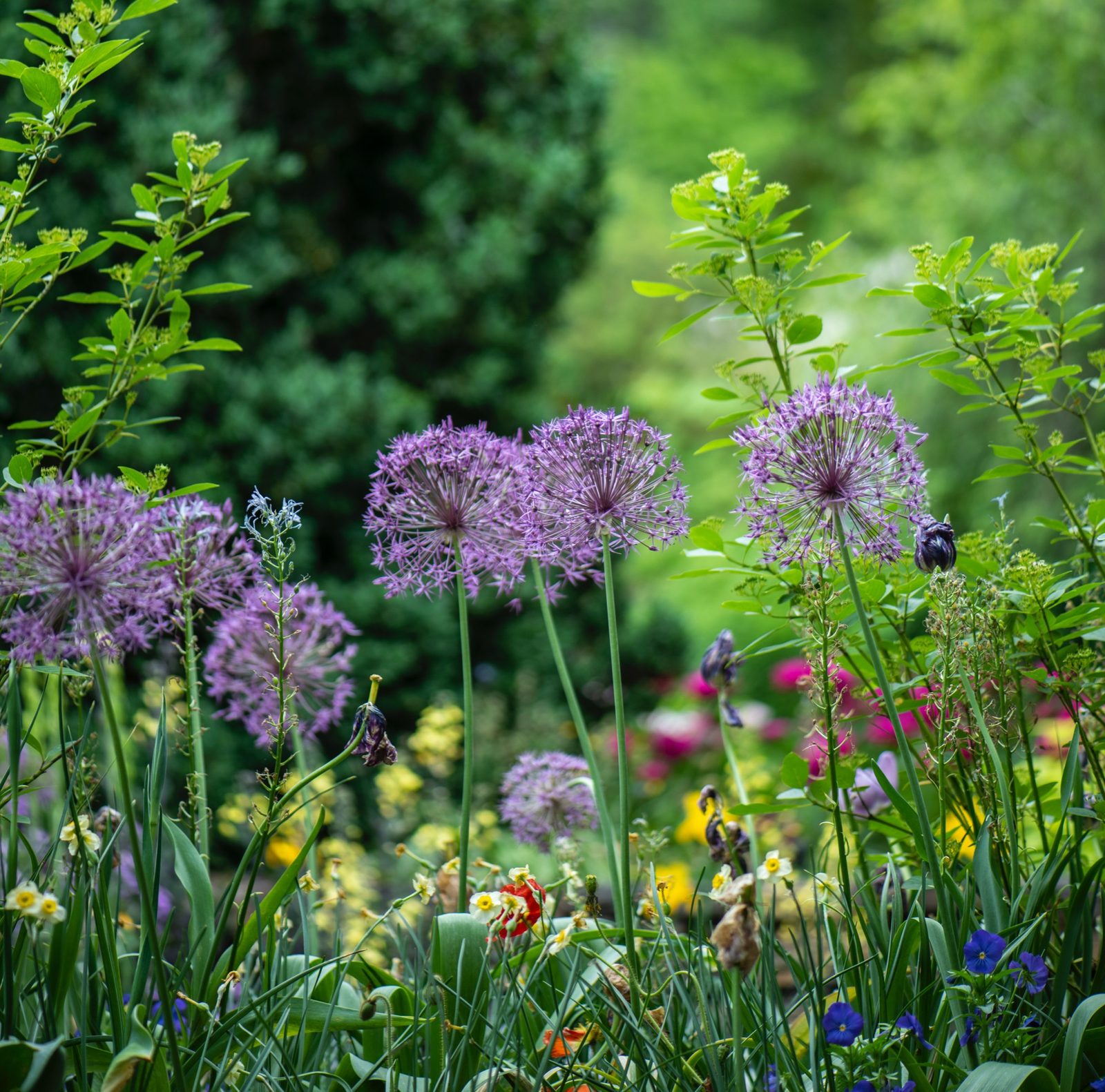 Ornamental allium flowers in an organically fed garden