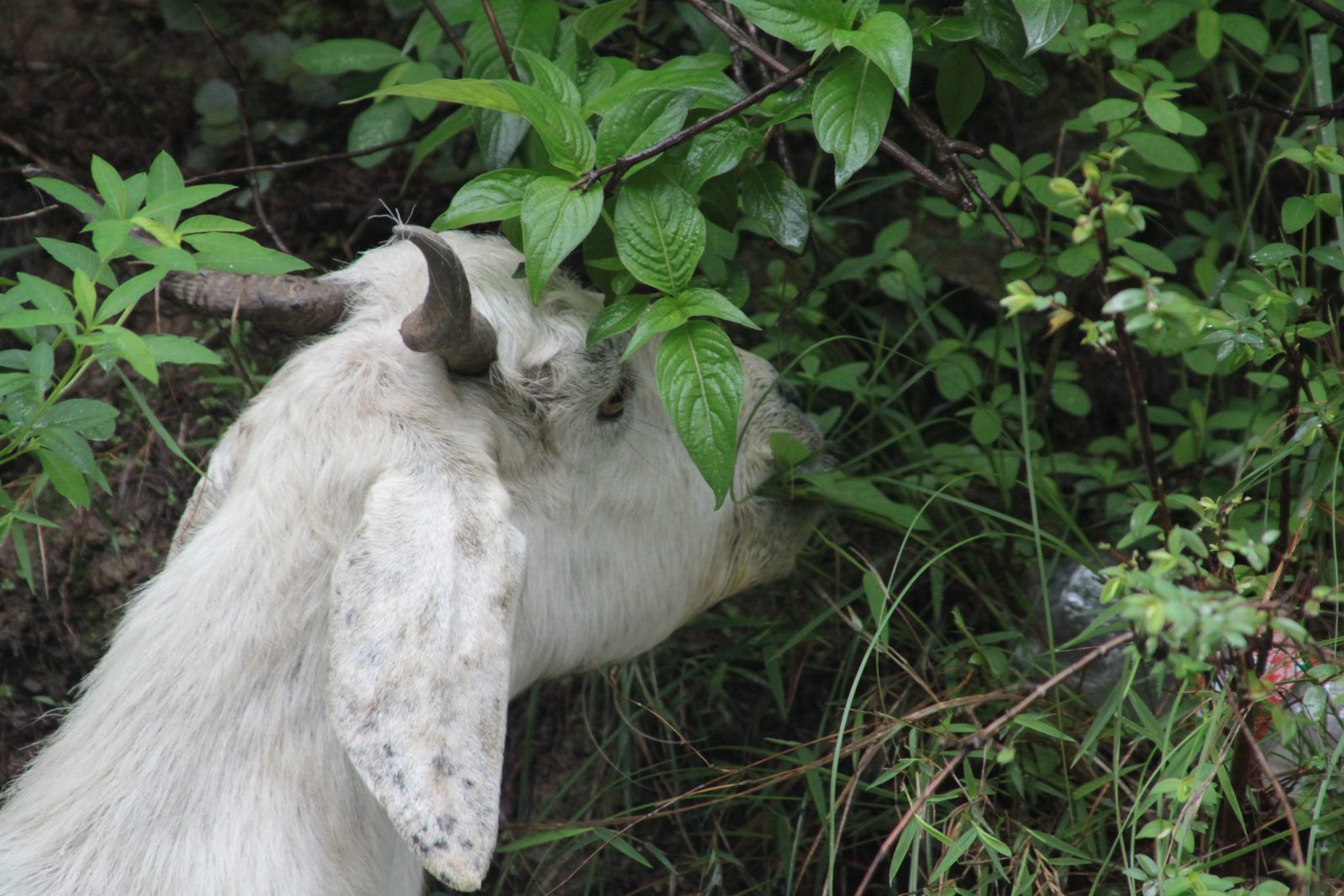 A goat from the Scapegoats herd eating invasive knotweed